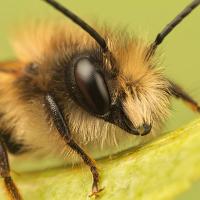 Red Mason Bee 